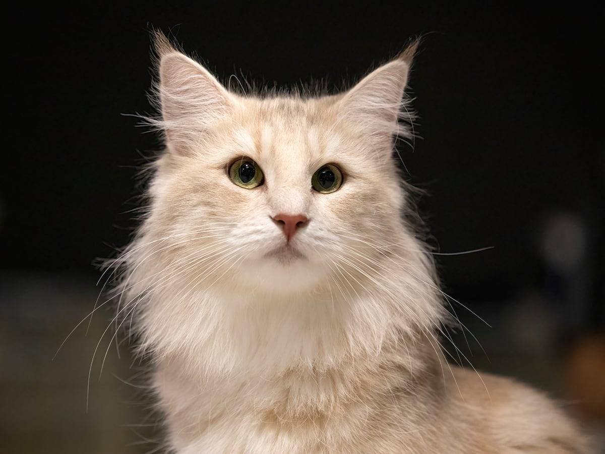 White Norwegian-Forest Cat