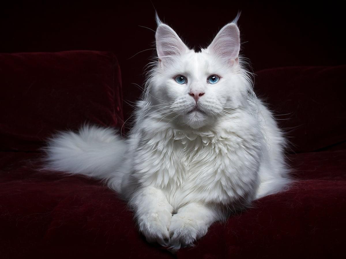 White Maine Coon