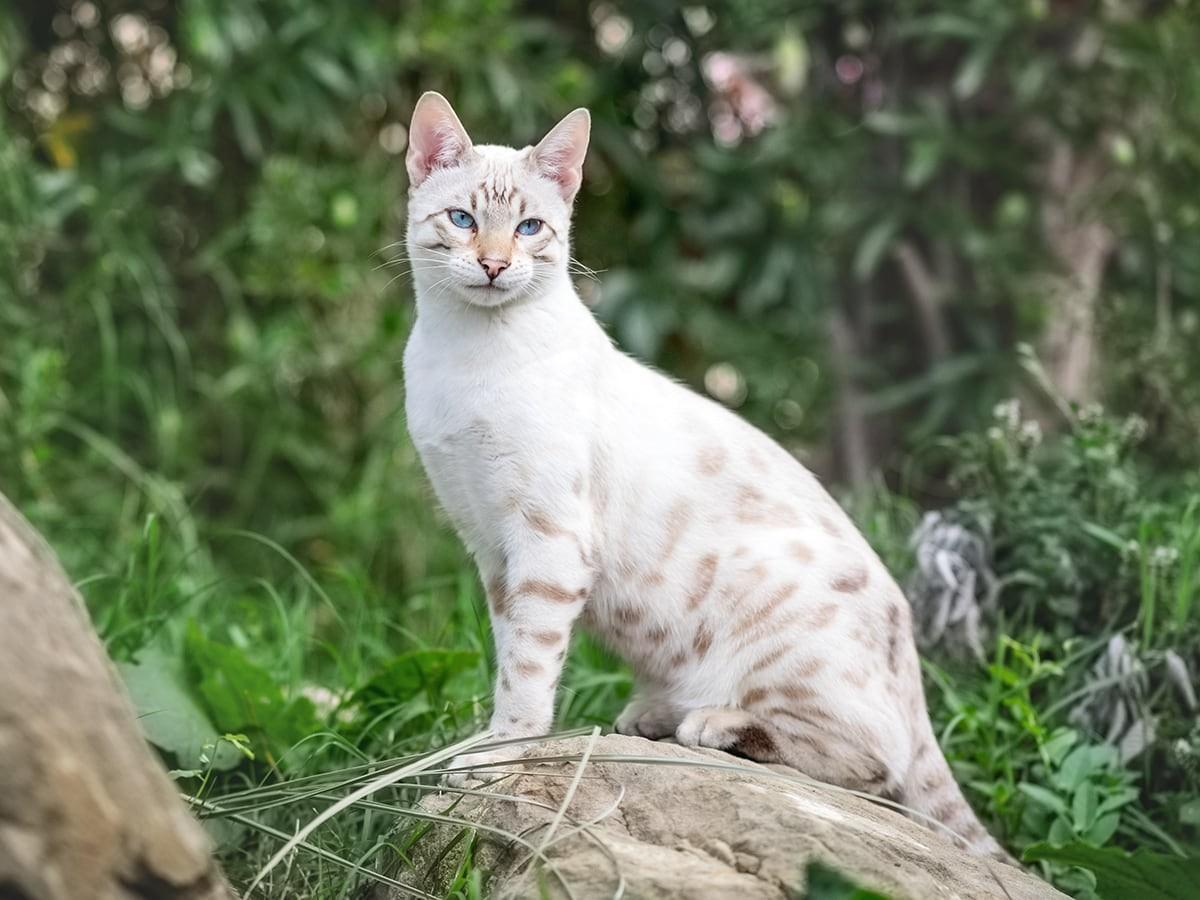 White Snow Bengal