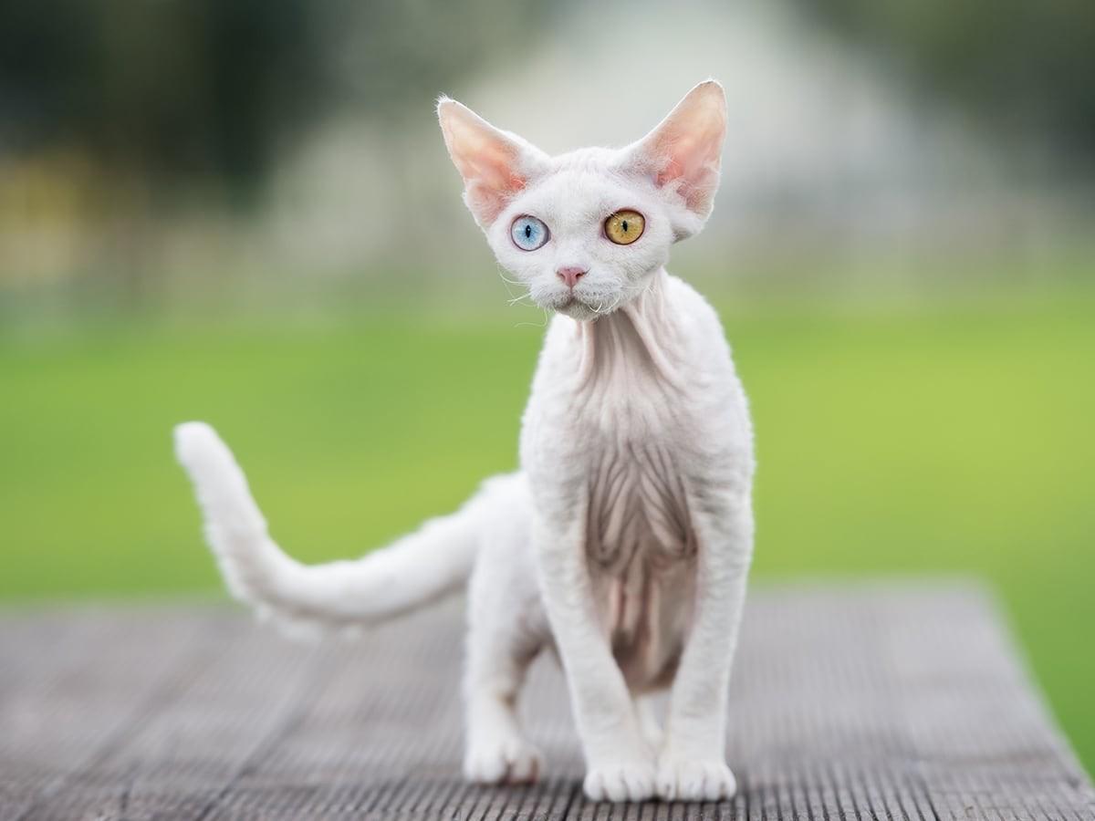 White Devon Rex