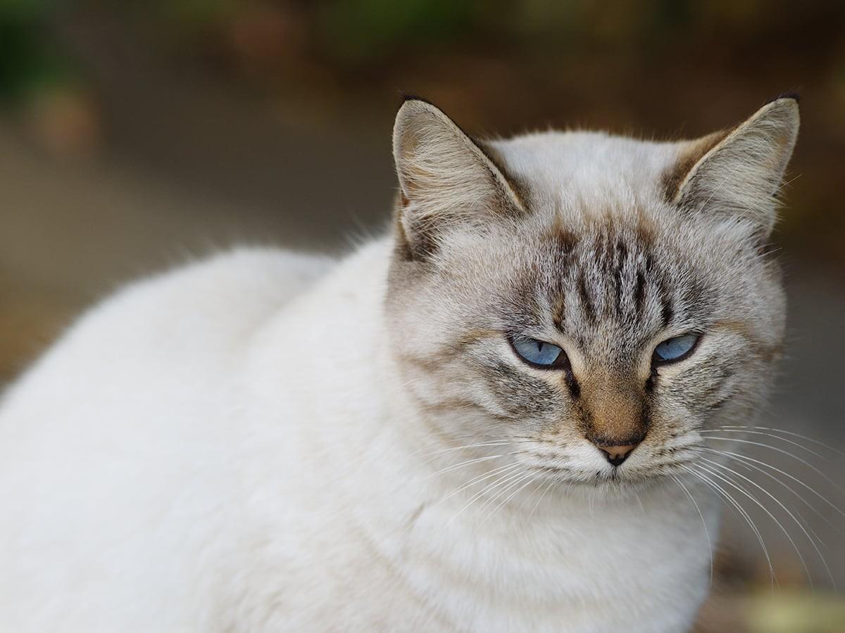 White Siamese