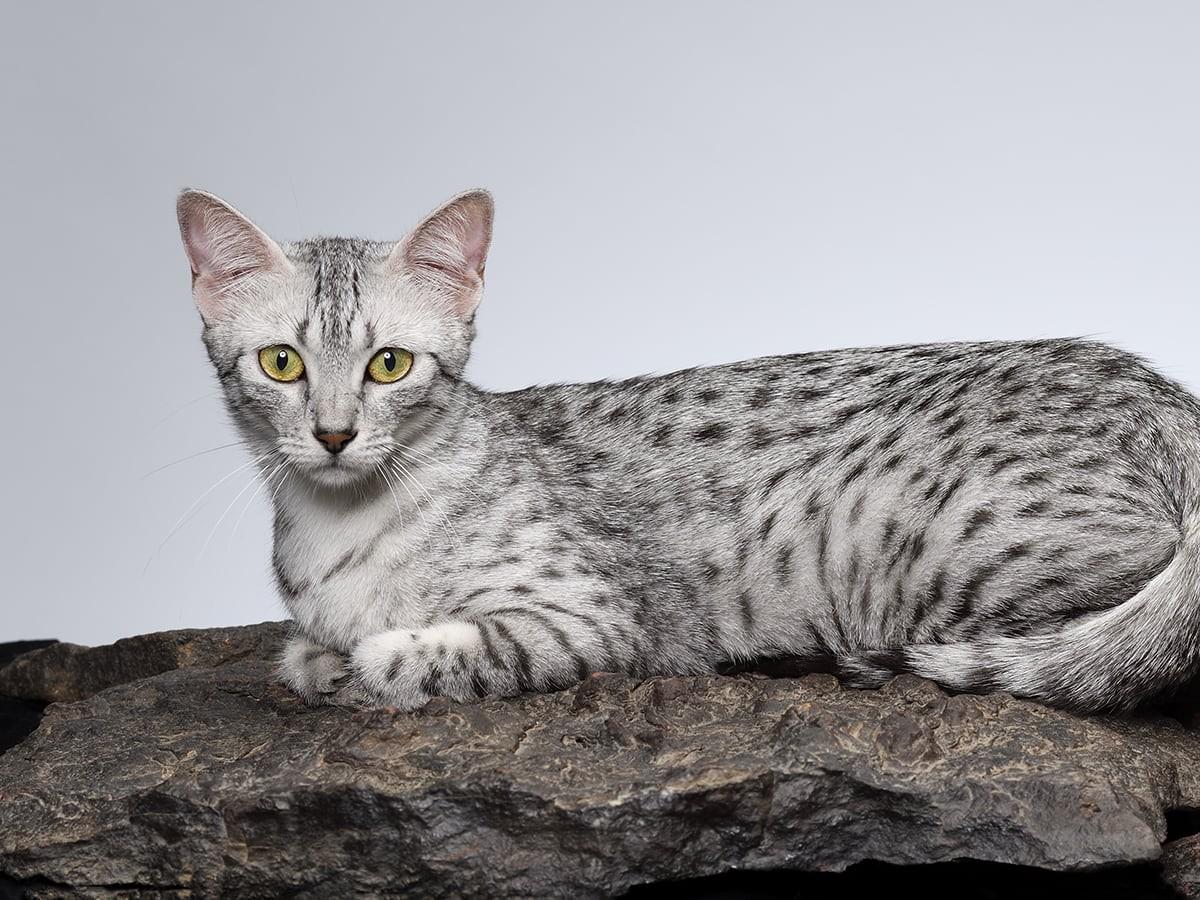 Egyptian Mau