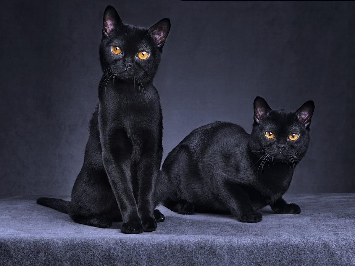 Bombay Cat
