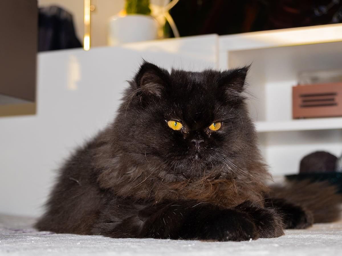 Black Persian Cat