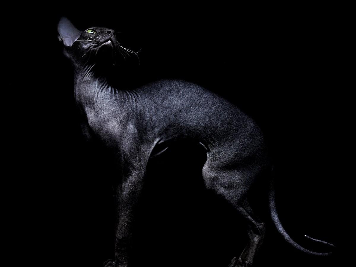 Sphynx Cat