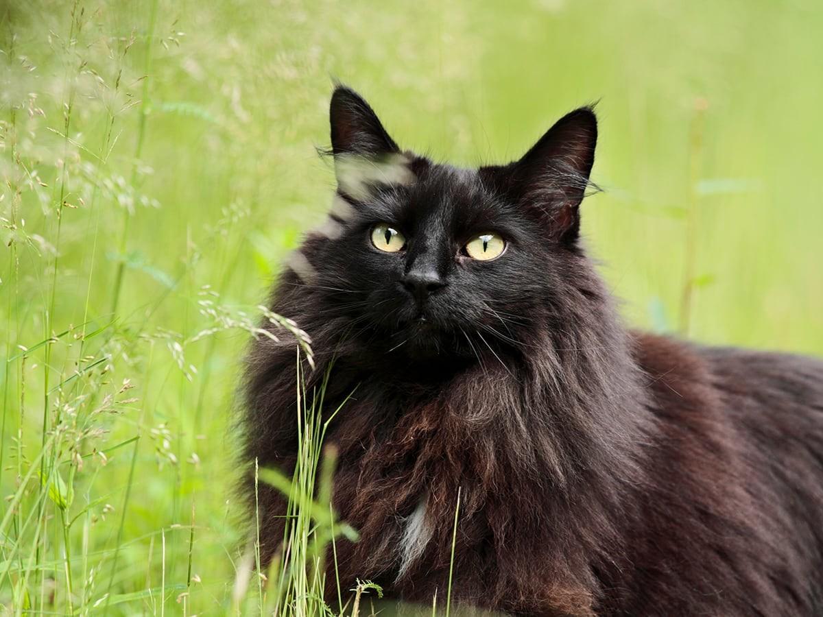Norwegian Forest Cat