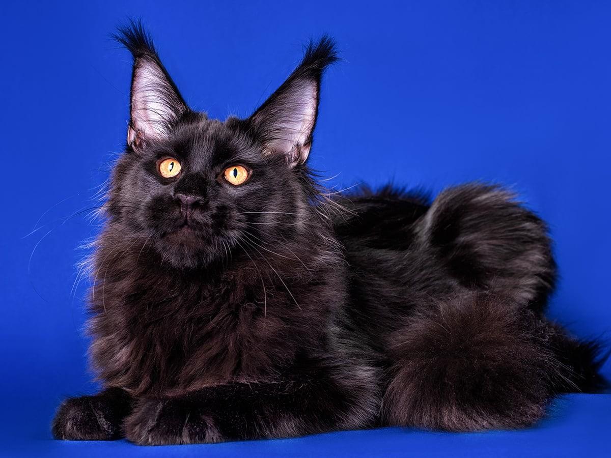 Maine Coon