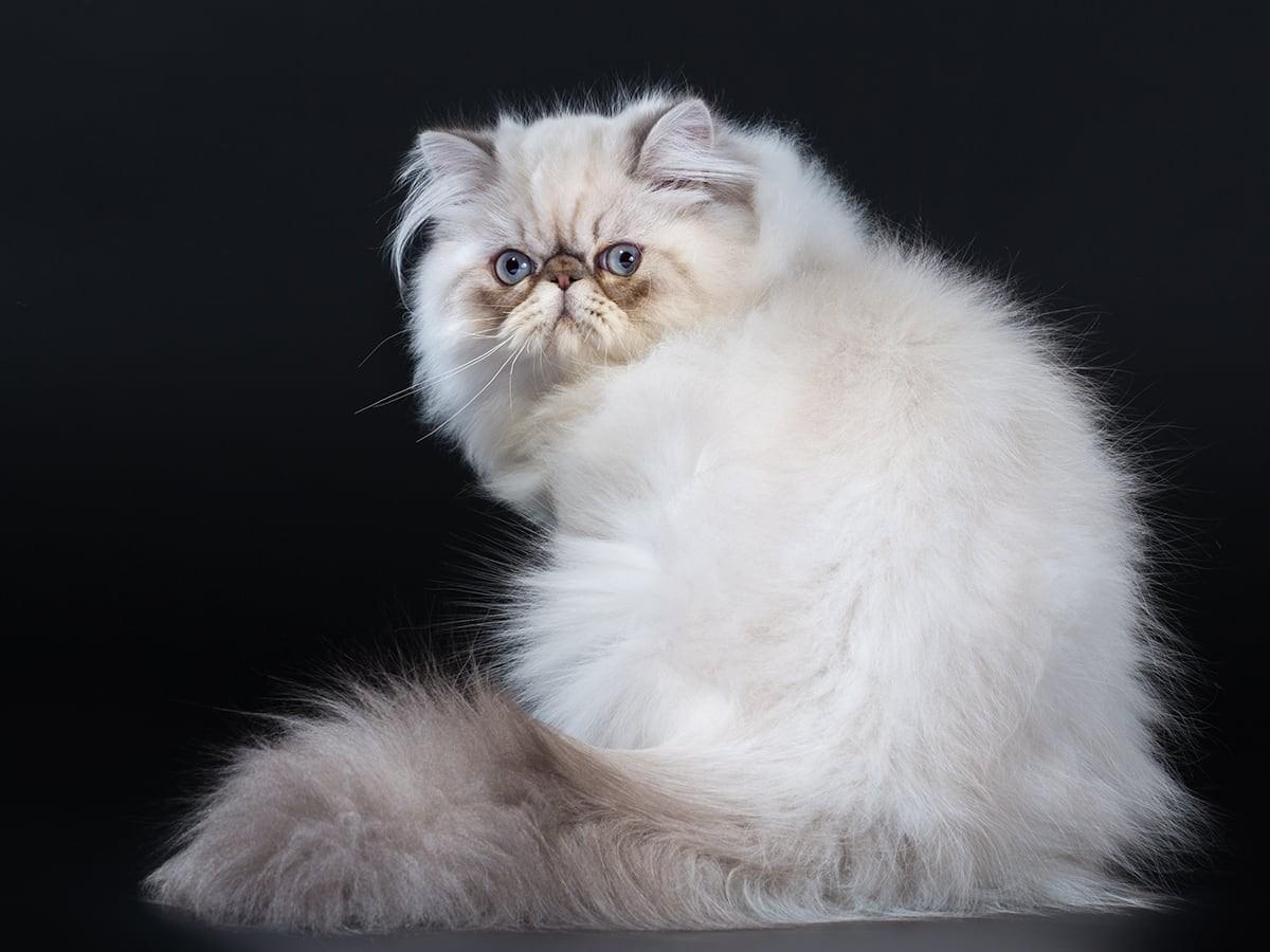 Fluffy Persian Cat