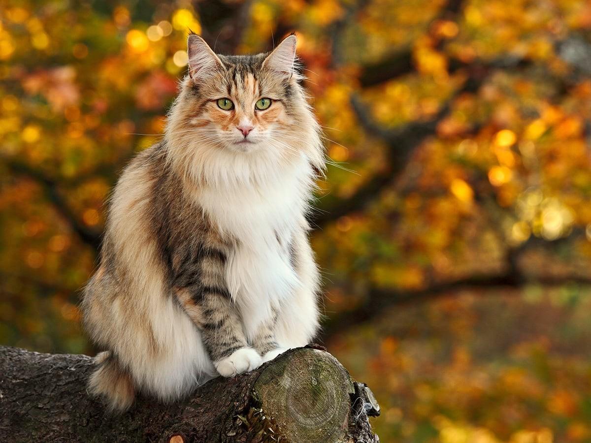 Fluffy Norwegian Forest Cat