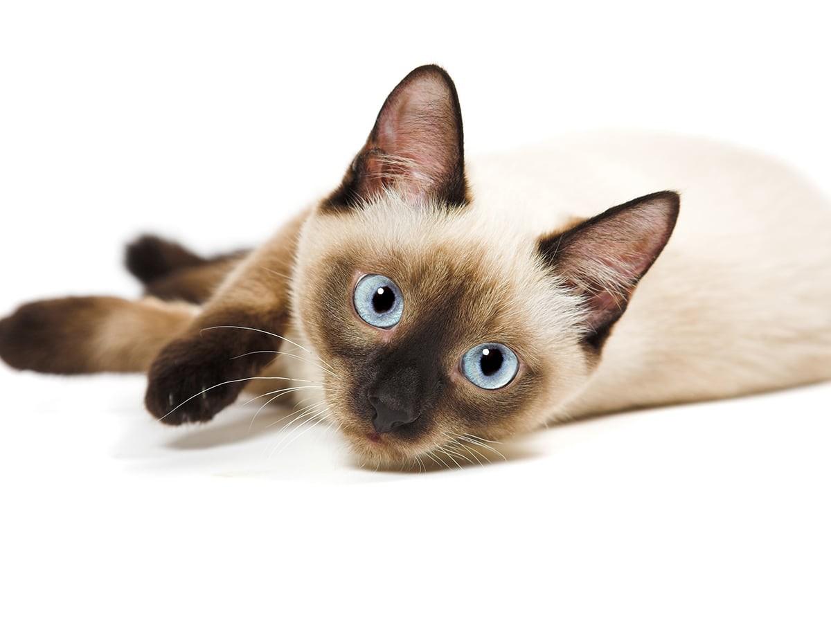 Siamese