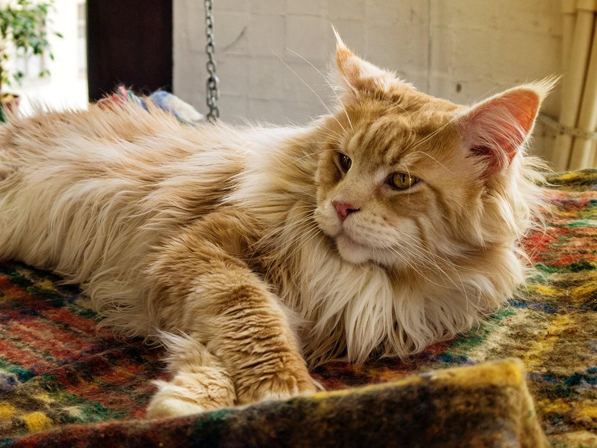 What's The Price Of A Maine Coon Cat In 2024? | Spot Canada