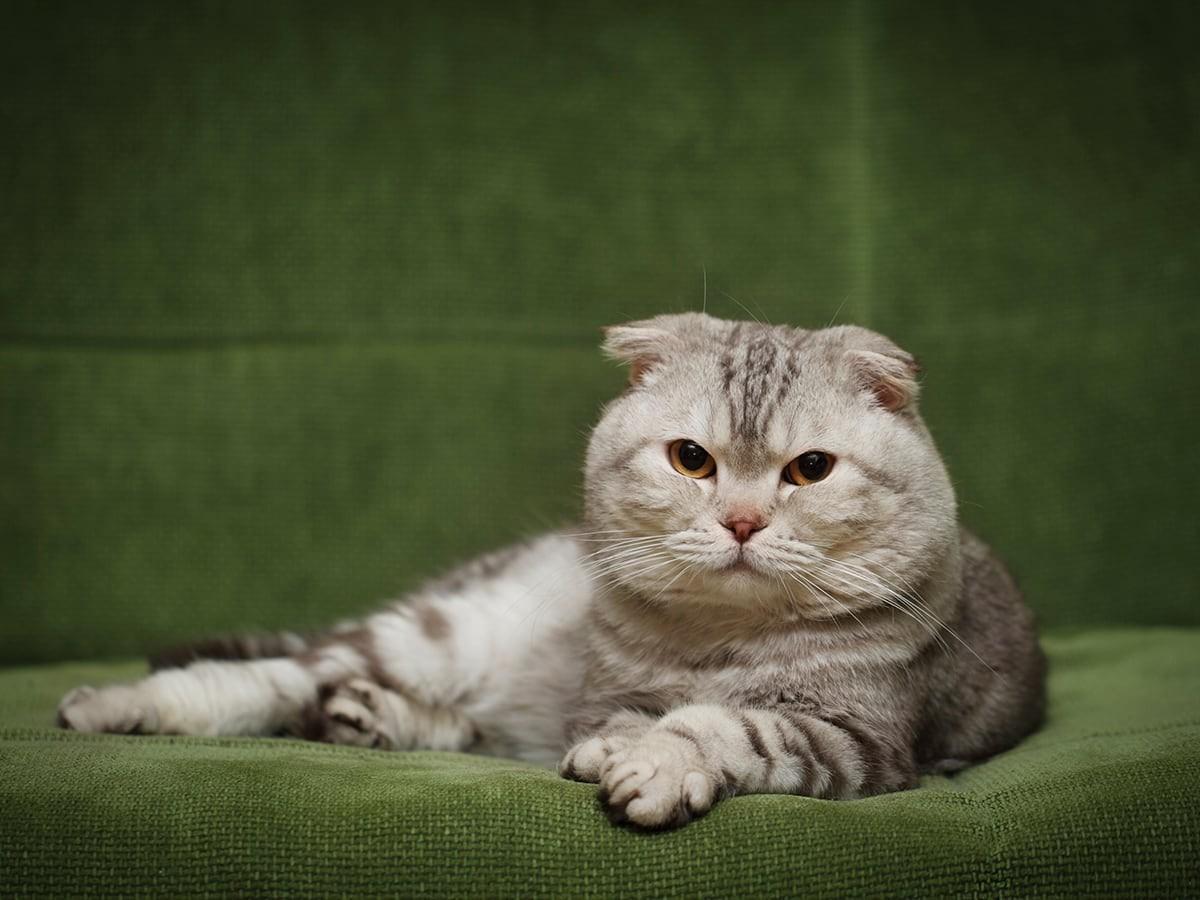 Scottish Fold