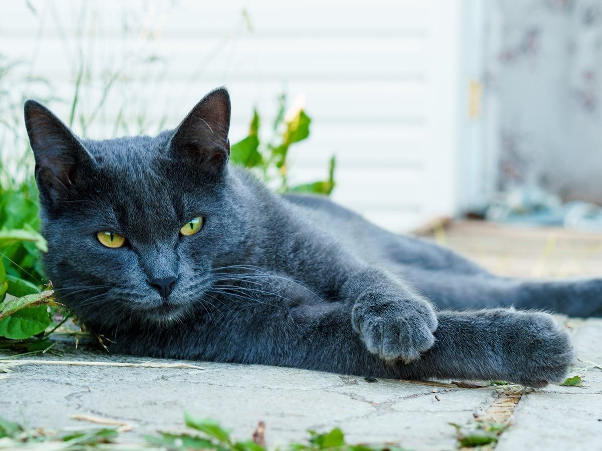 Russian Blue