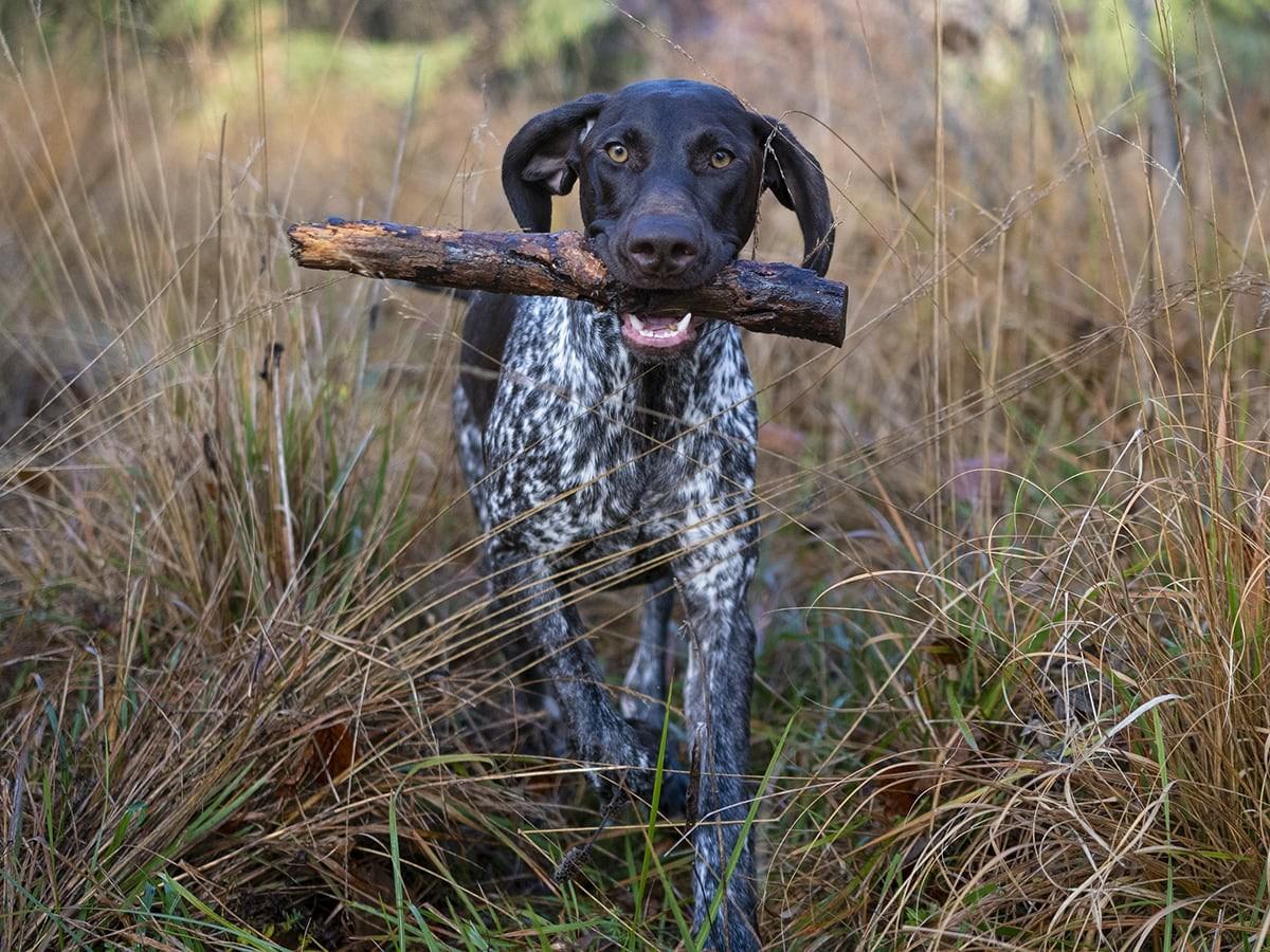 German Shorthaired Pointers