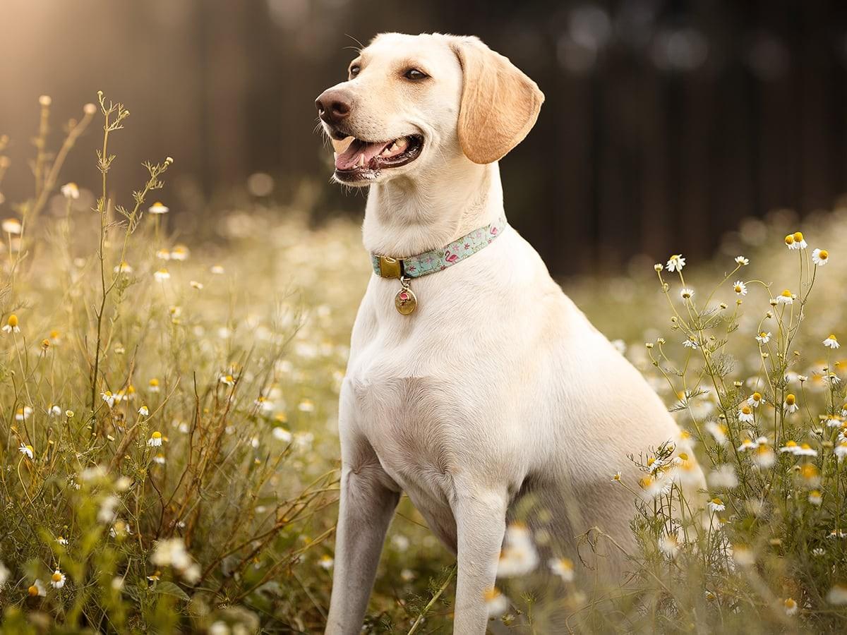 Labrador Retriever