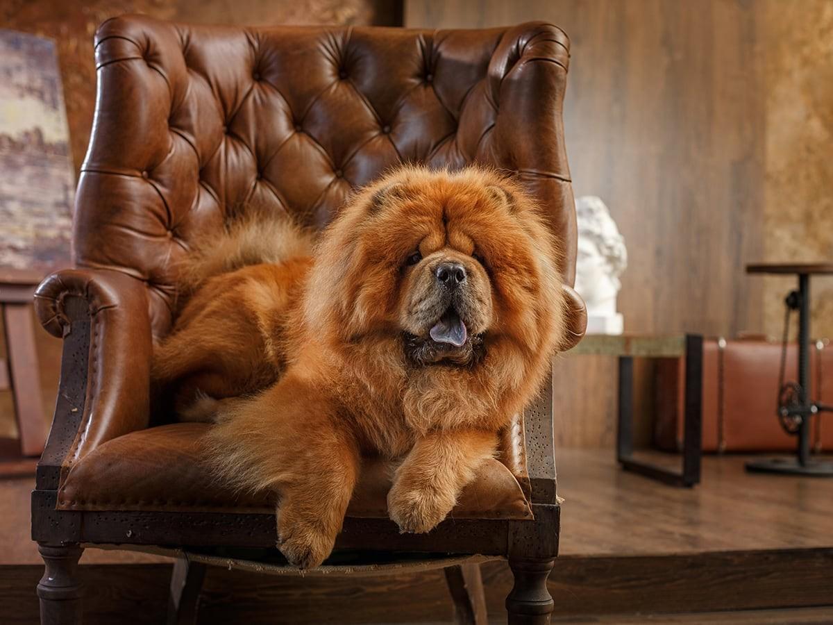 Chow Chow