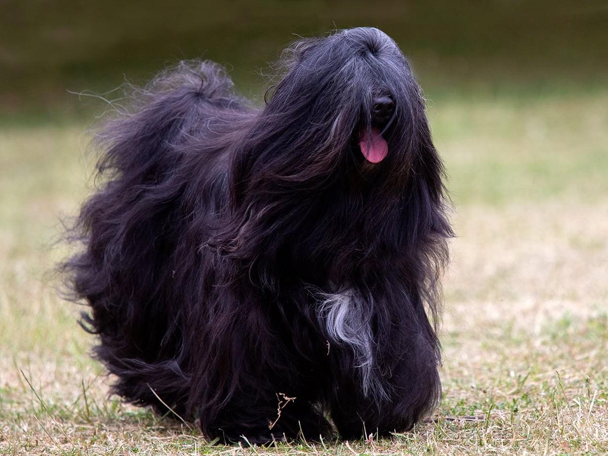 Tibetan Terrier