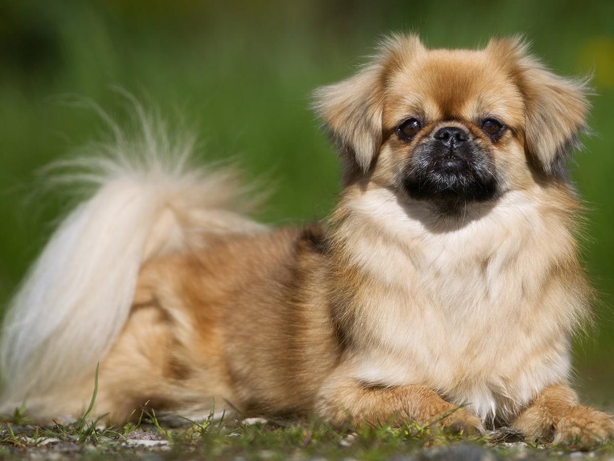 Tibetan Spaniel