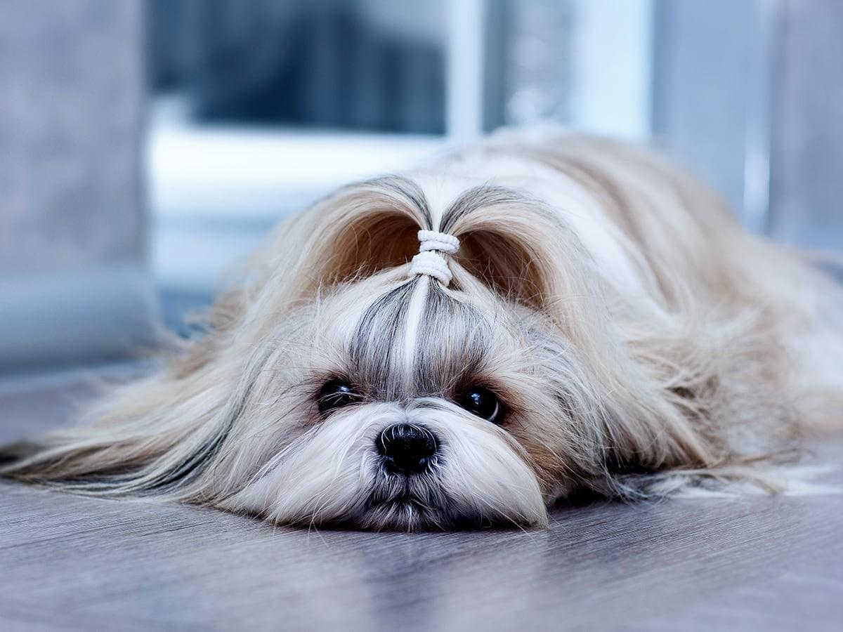 Shih Tzu