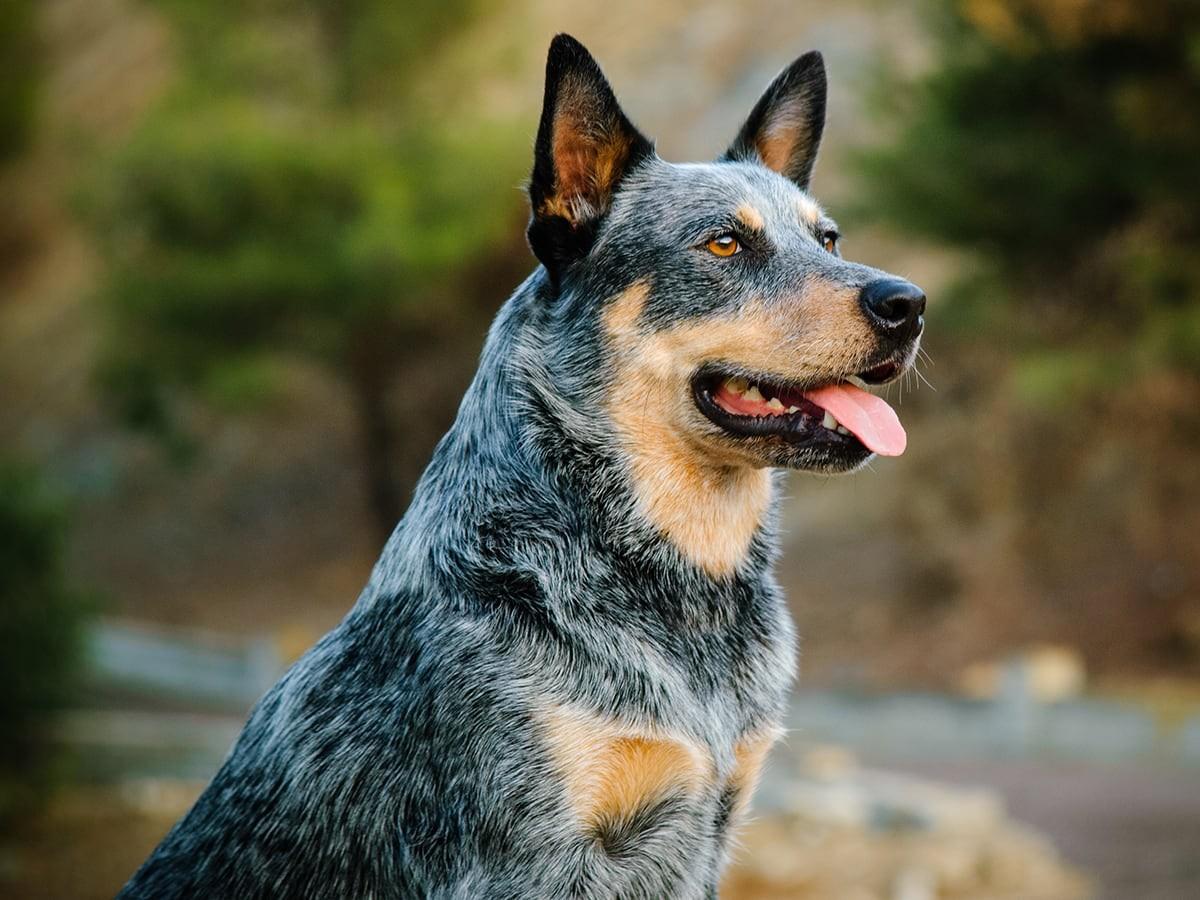 Australian Cattle Dog