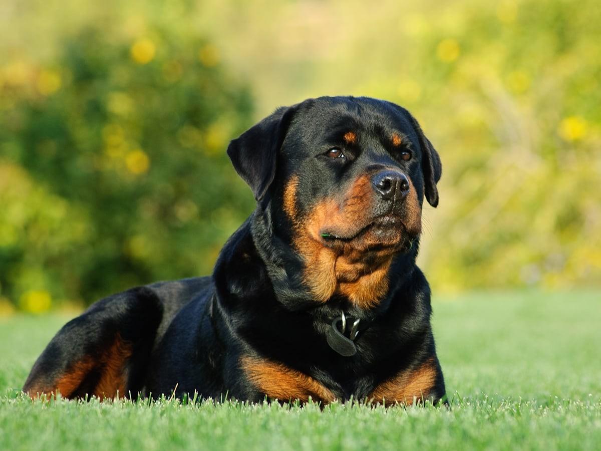 Rotteweiler