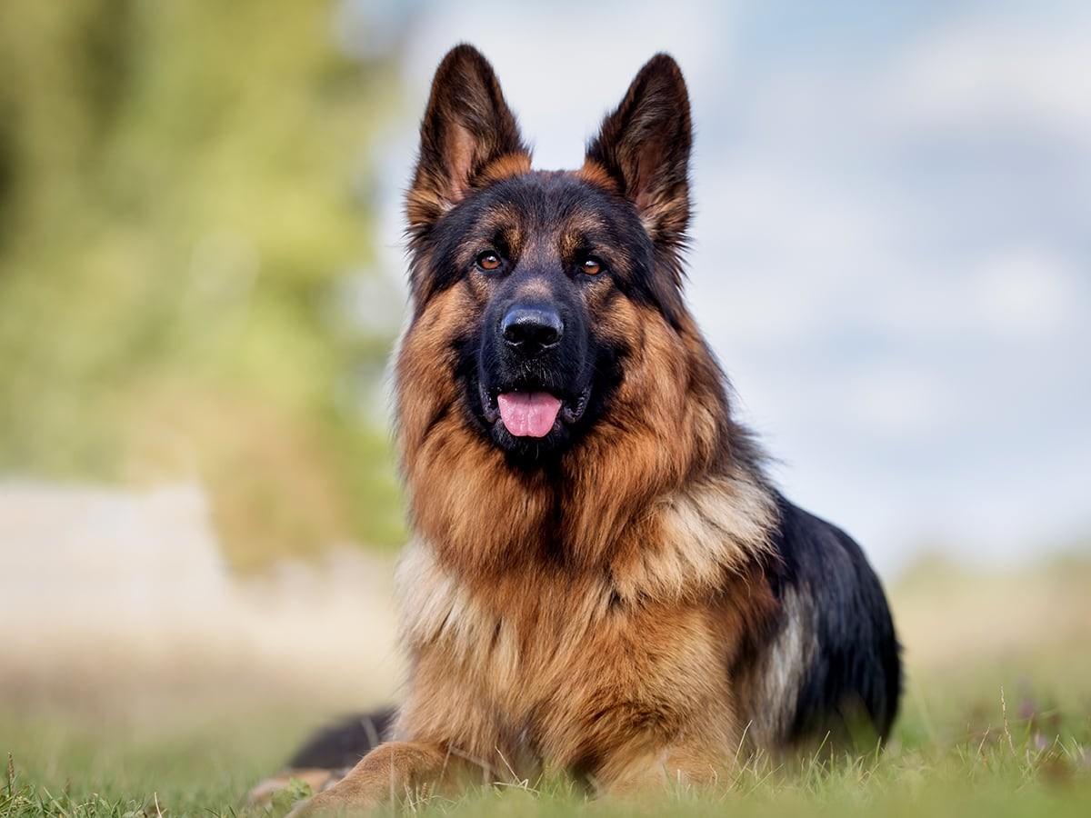 German Shepherd