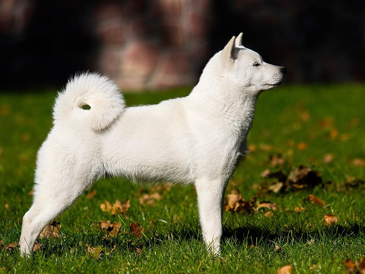 Hokkaido Inu