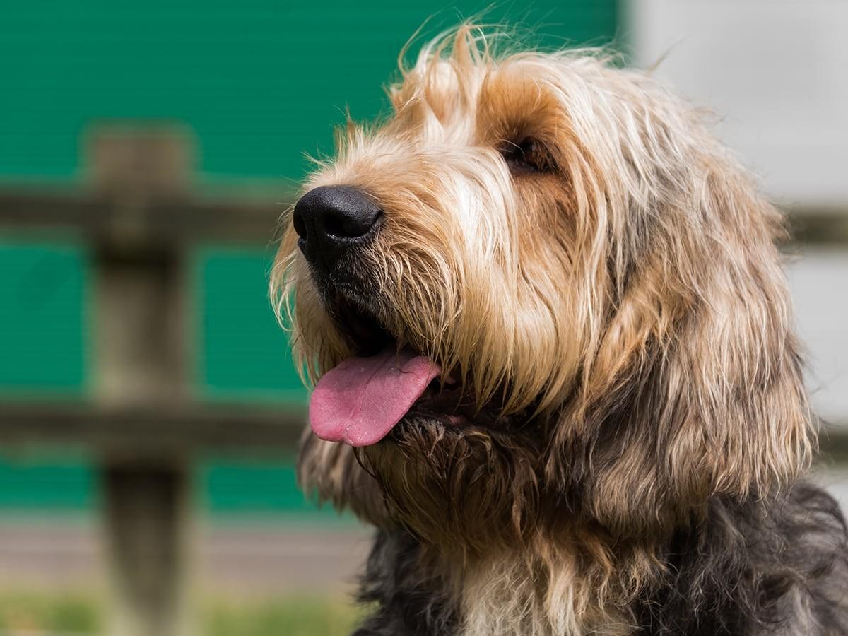 Otterhound