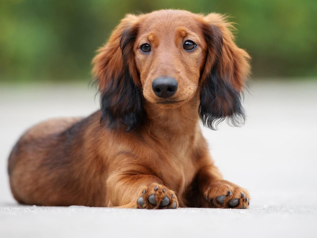 Dachshund