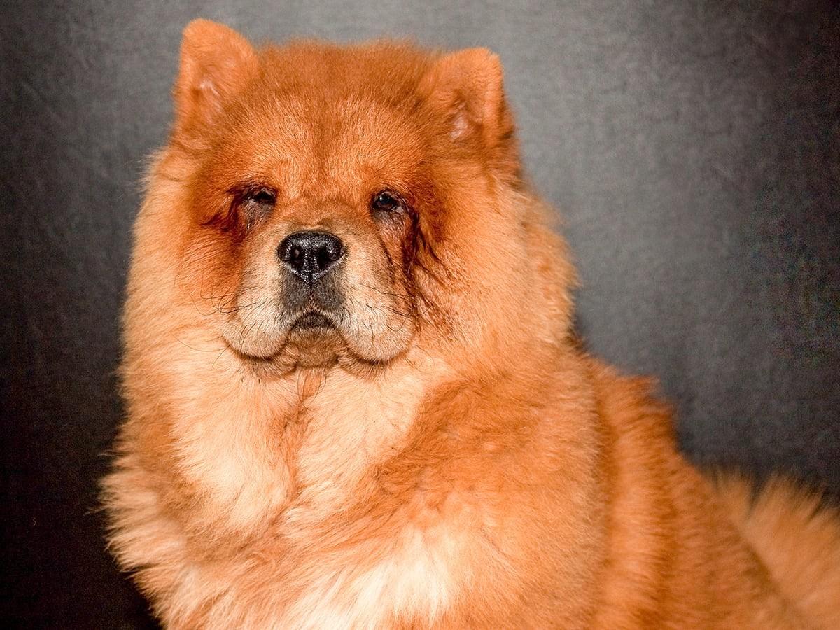 Chow Chow