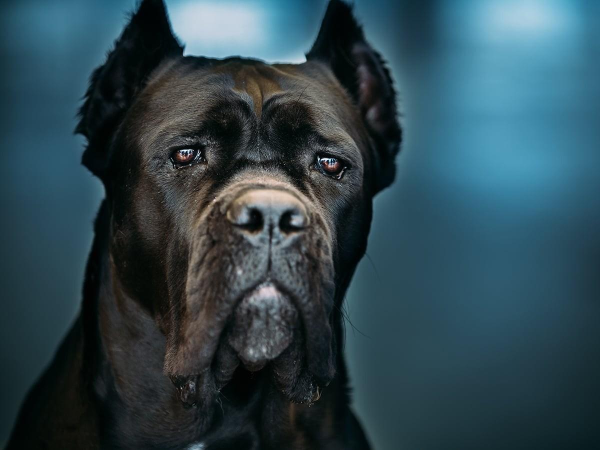 Cane Corso