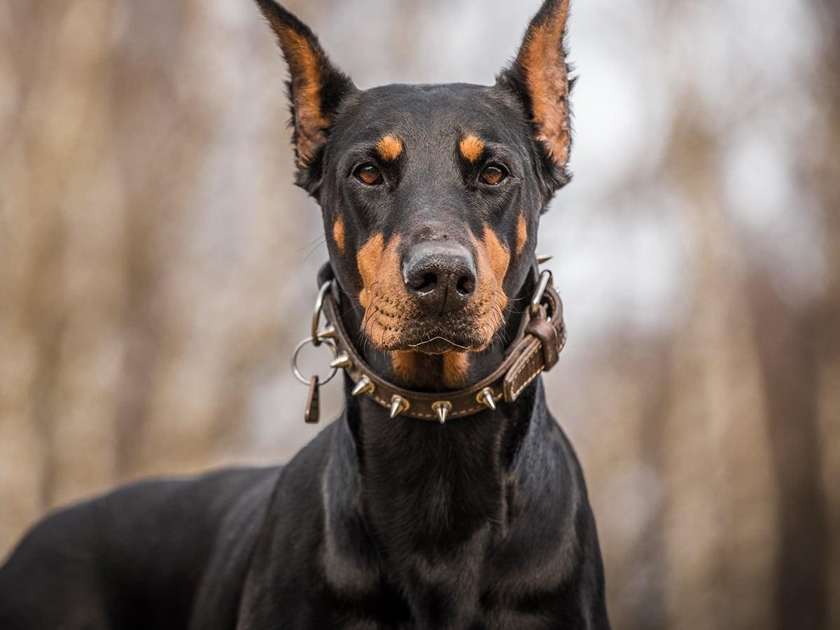 Doberman Pinschers 