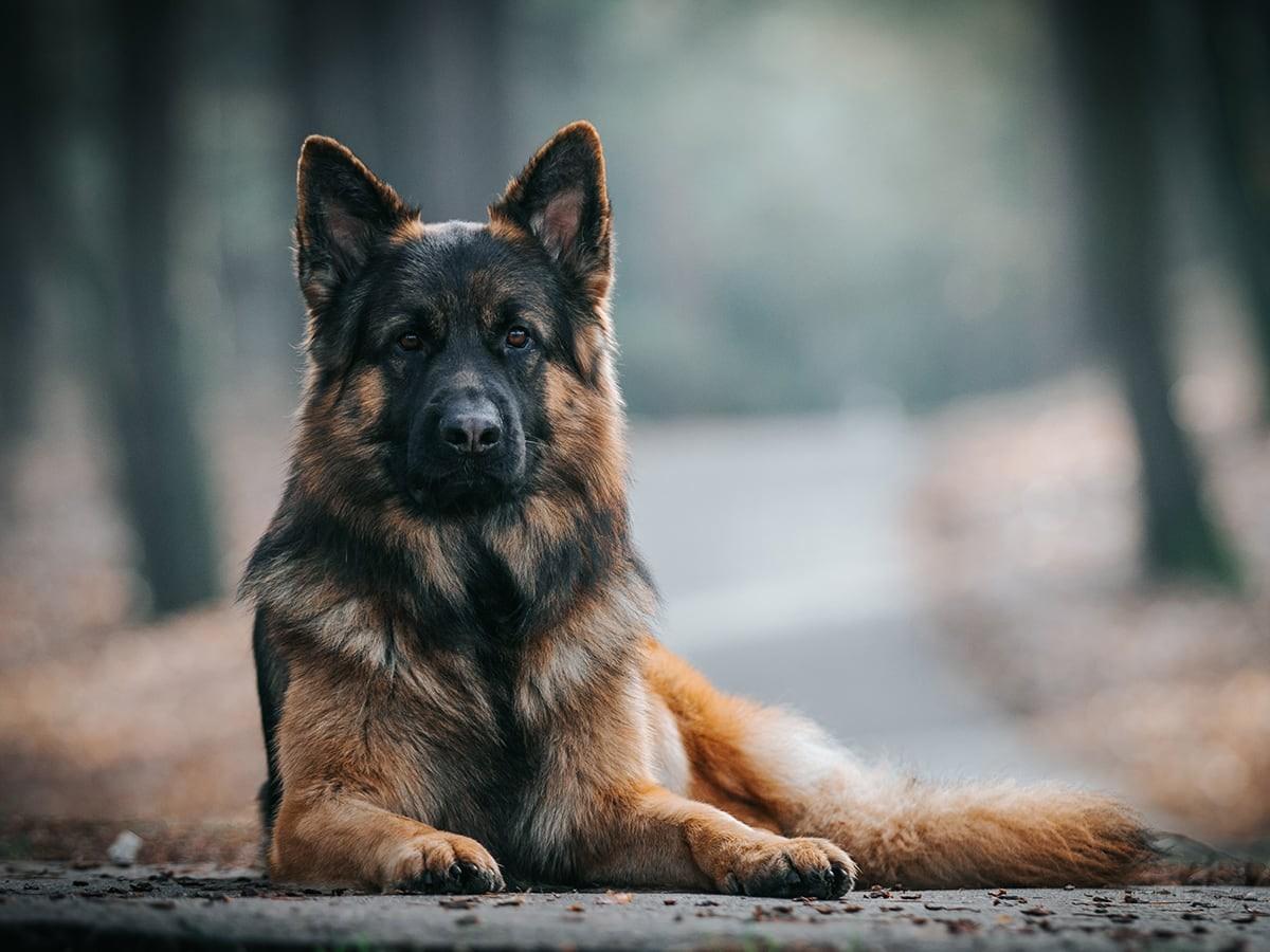 German Shepherds