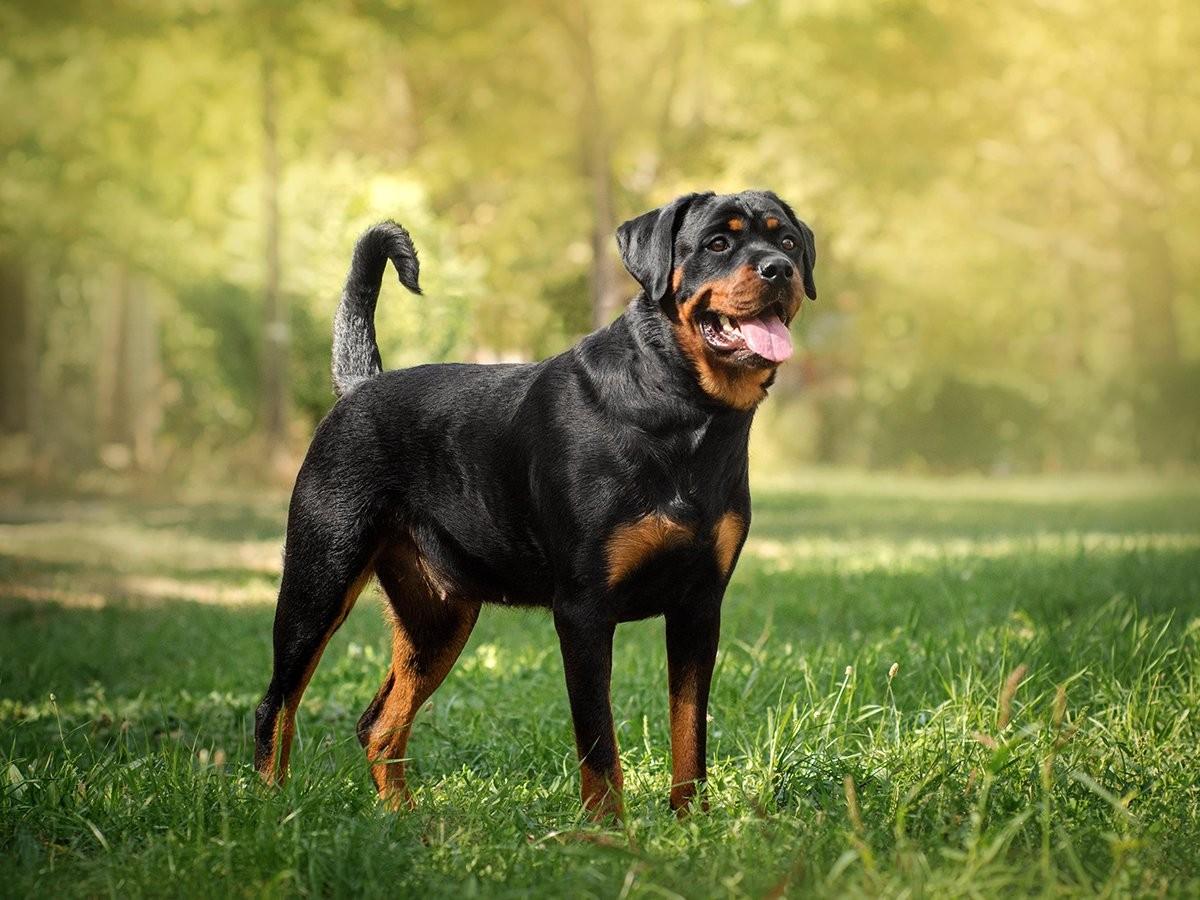 Rottweilers