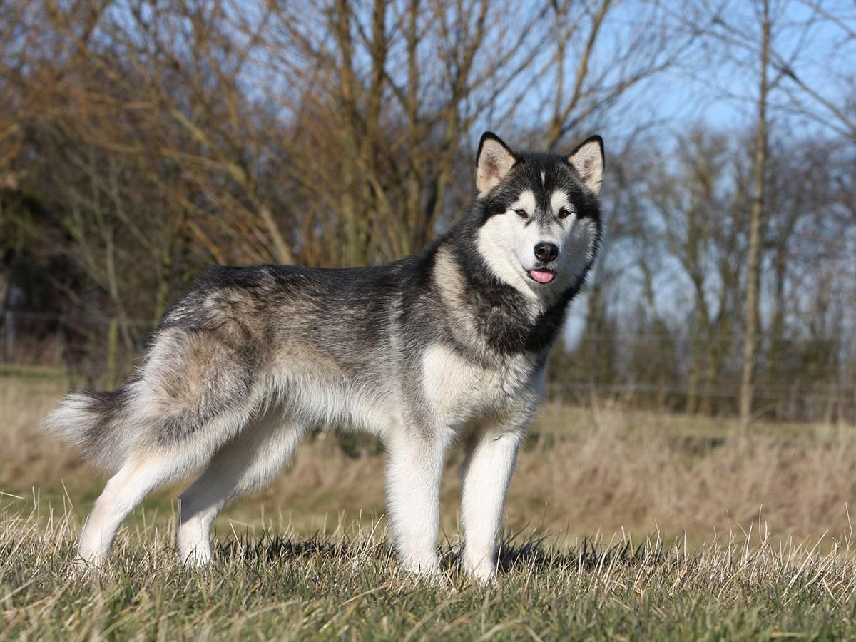 Alaskan Malamute