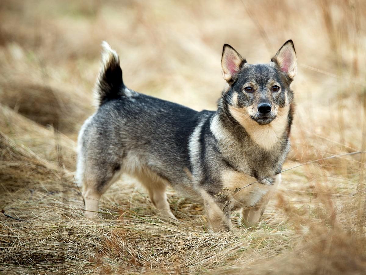 Swedish Vallhund