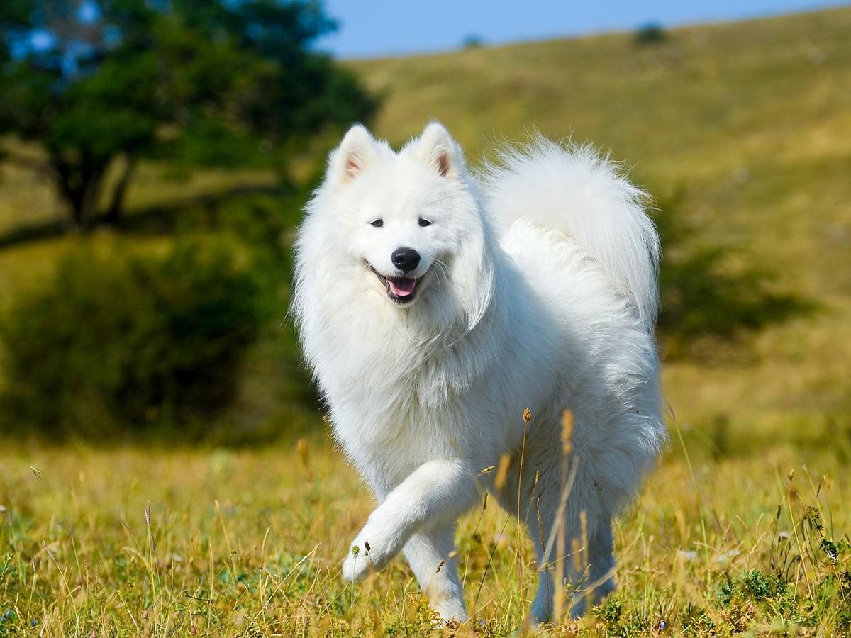 Samoyed