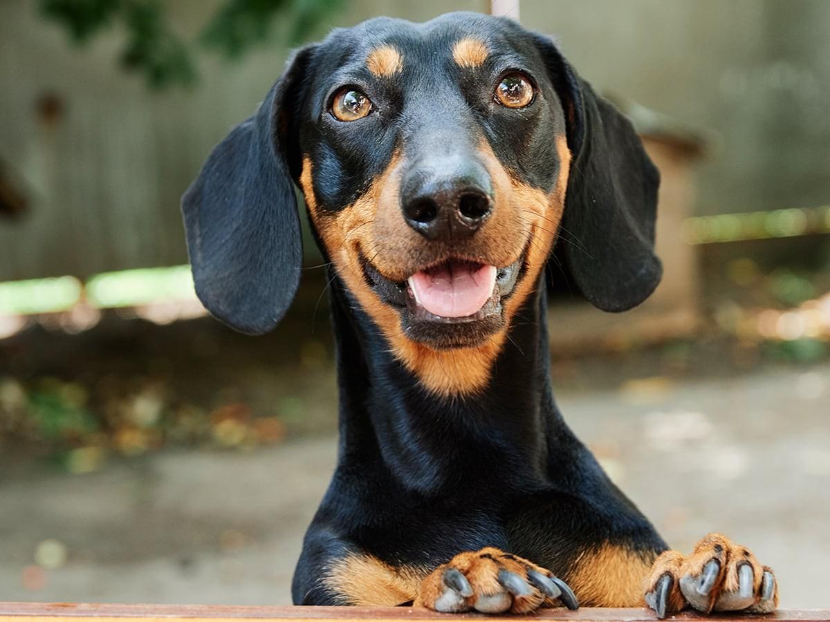 Dachshund