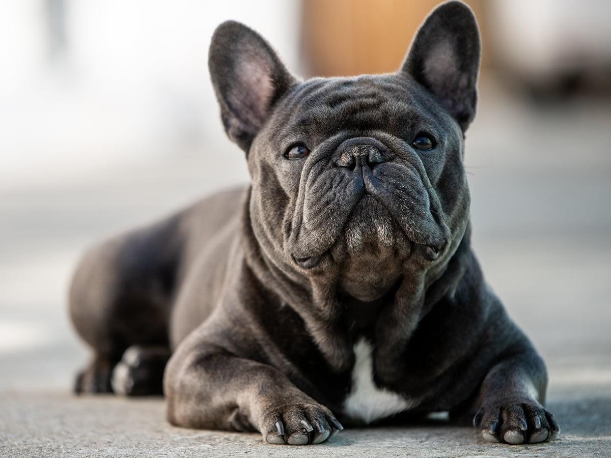 French Bulldog