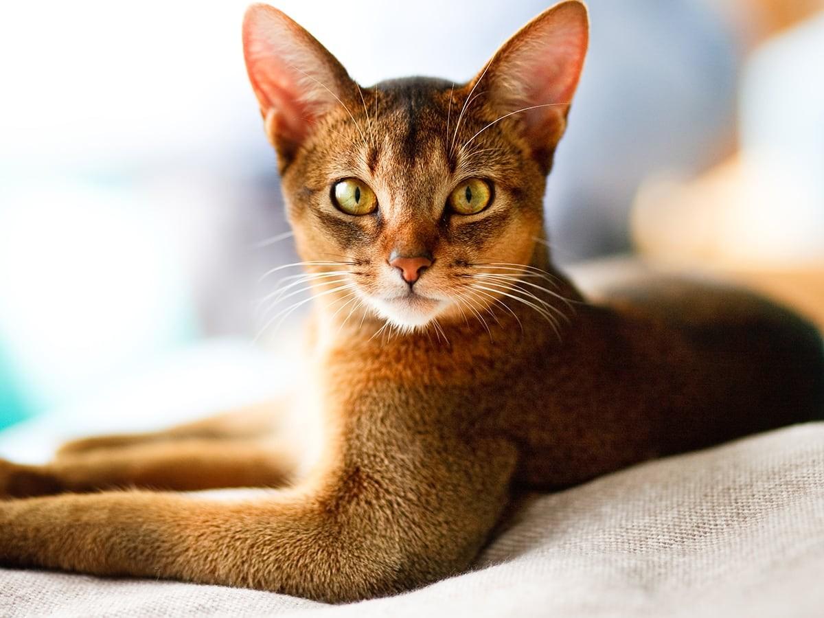 Abyssinian 