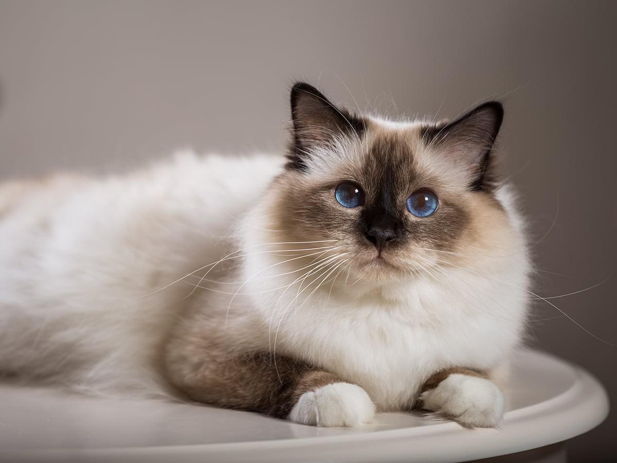 Birman