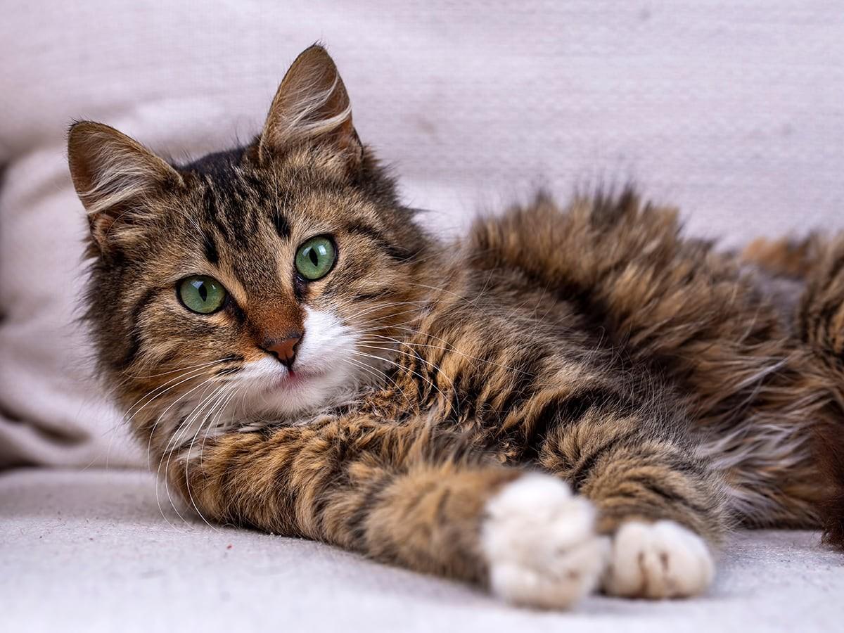 Maine Coon 