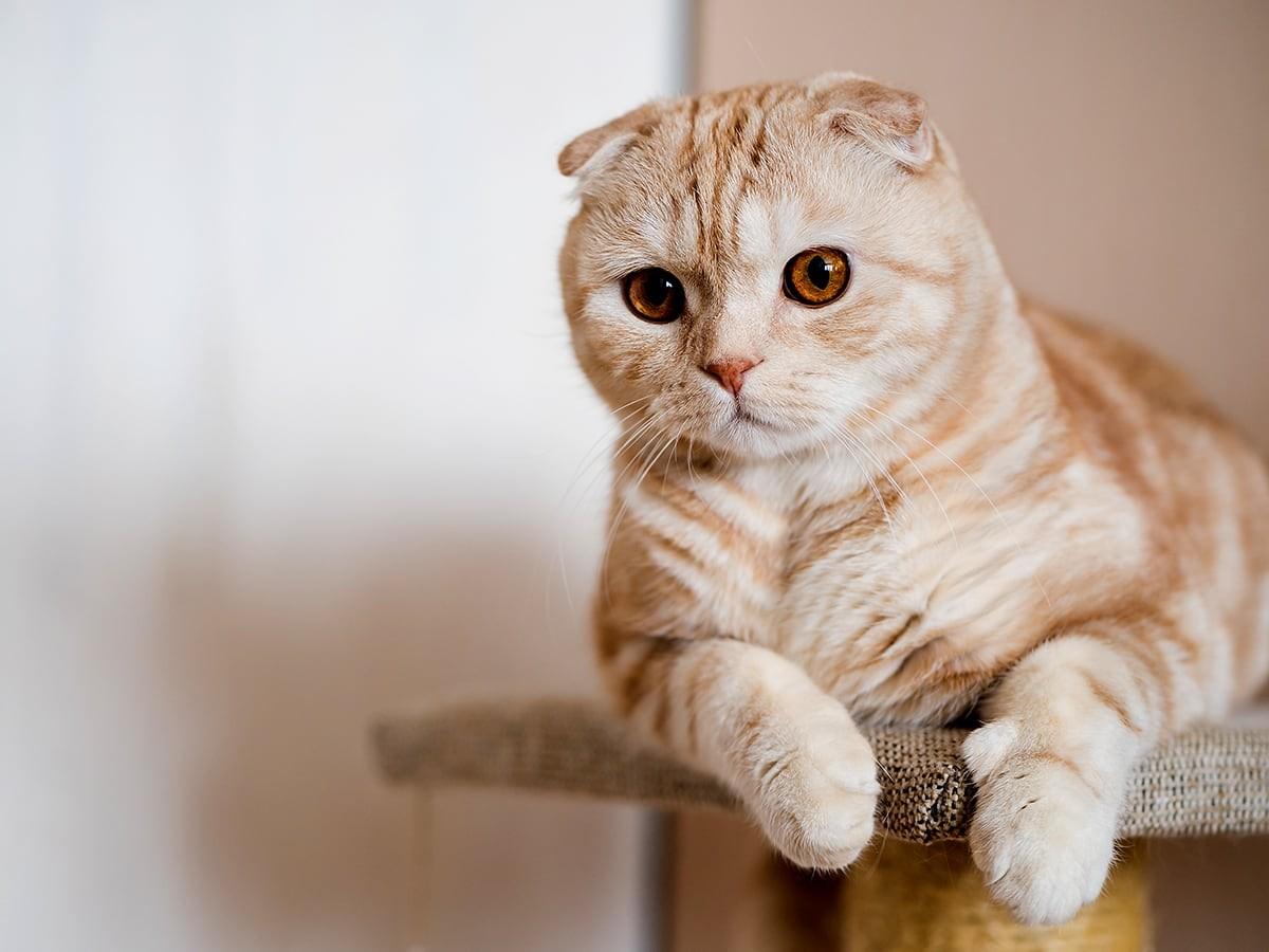  Scottish Fold 