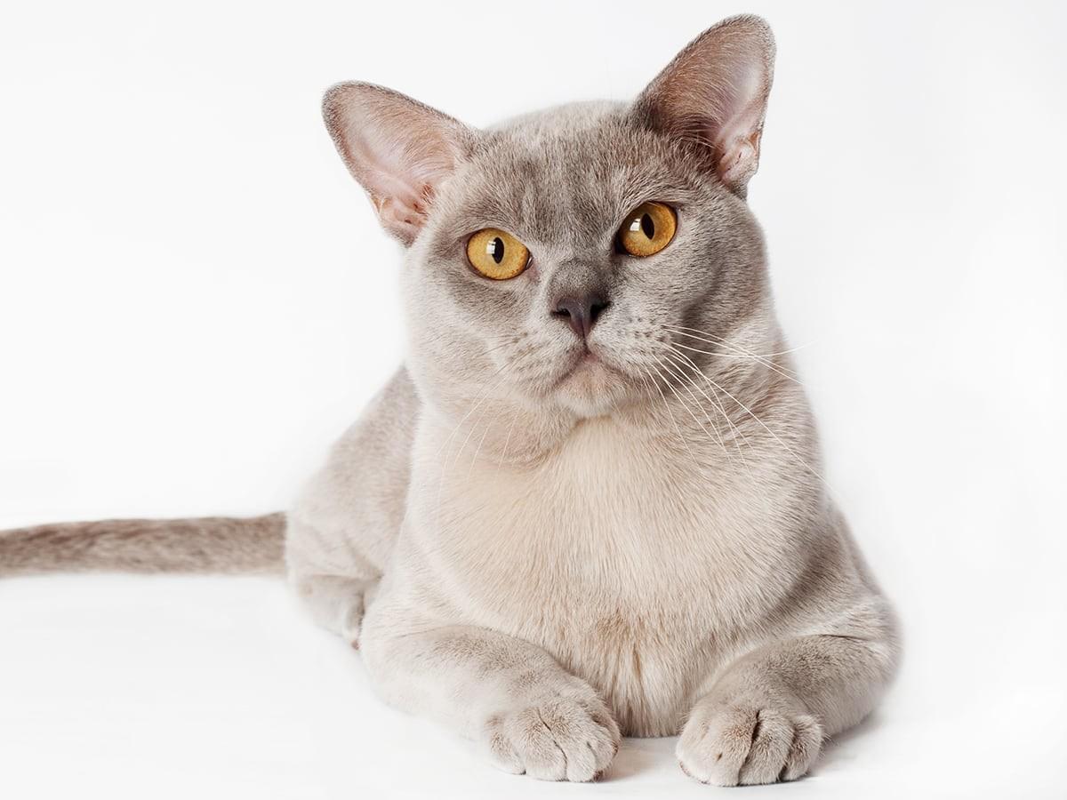 Burmese