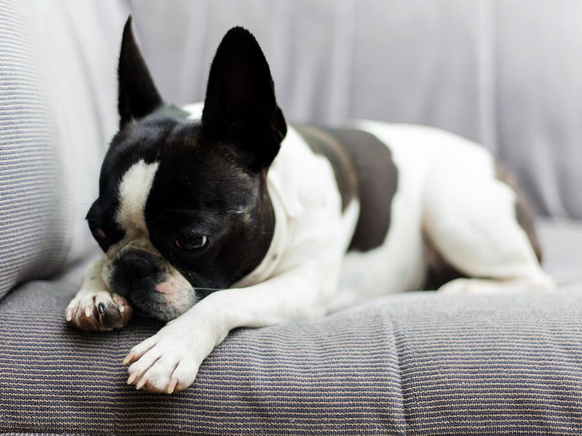 Boston Terrier