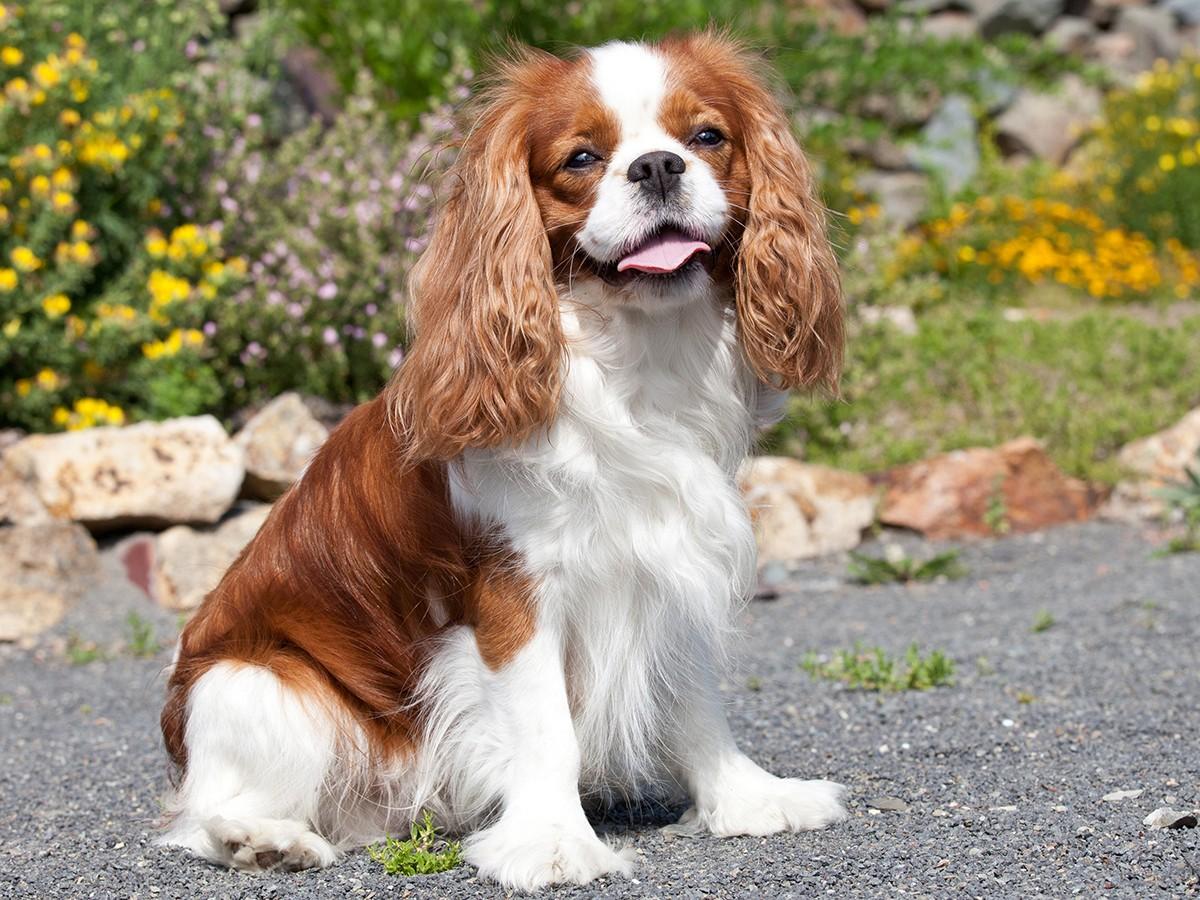 Cavalier King Charles Spaniel