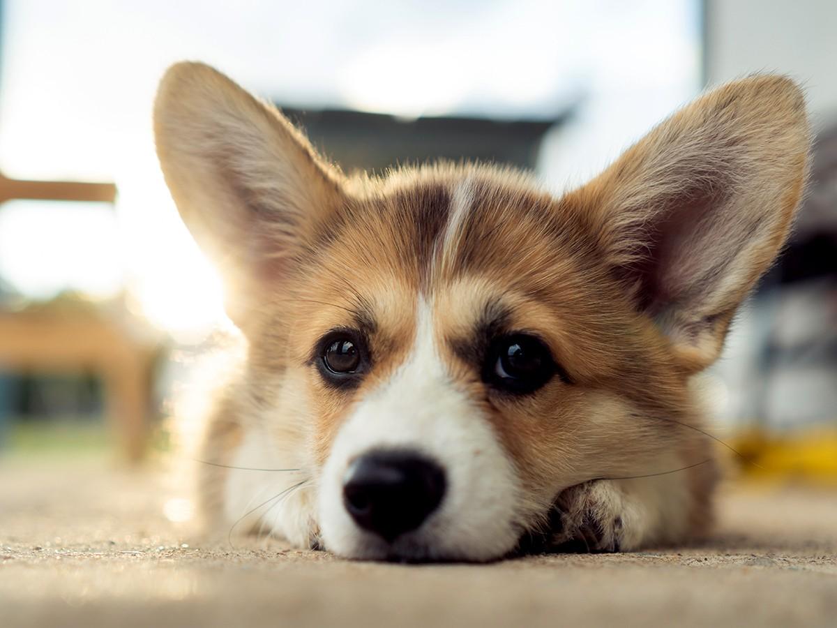 Pembroke Welsh Corgi