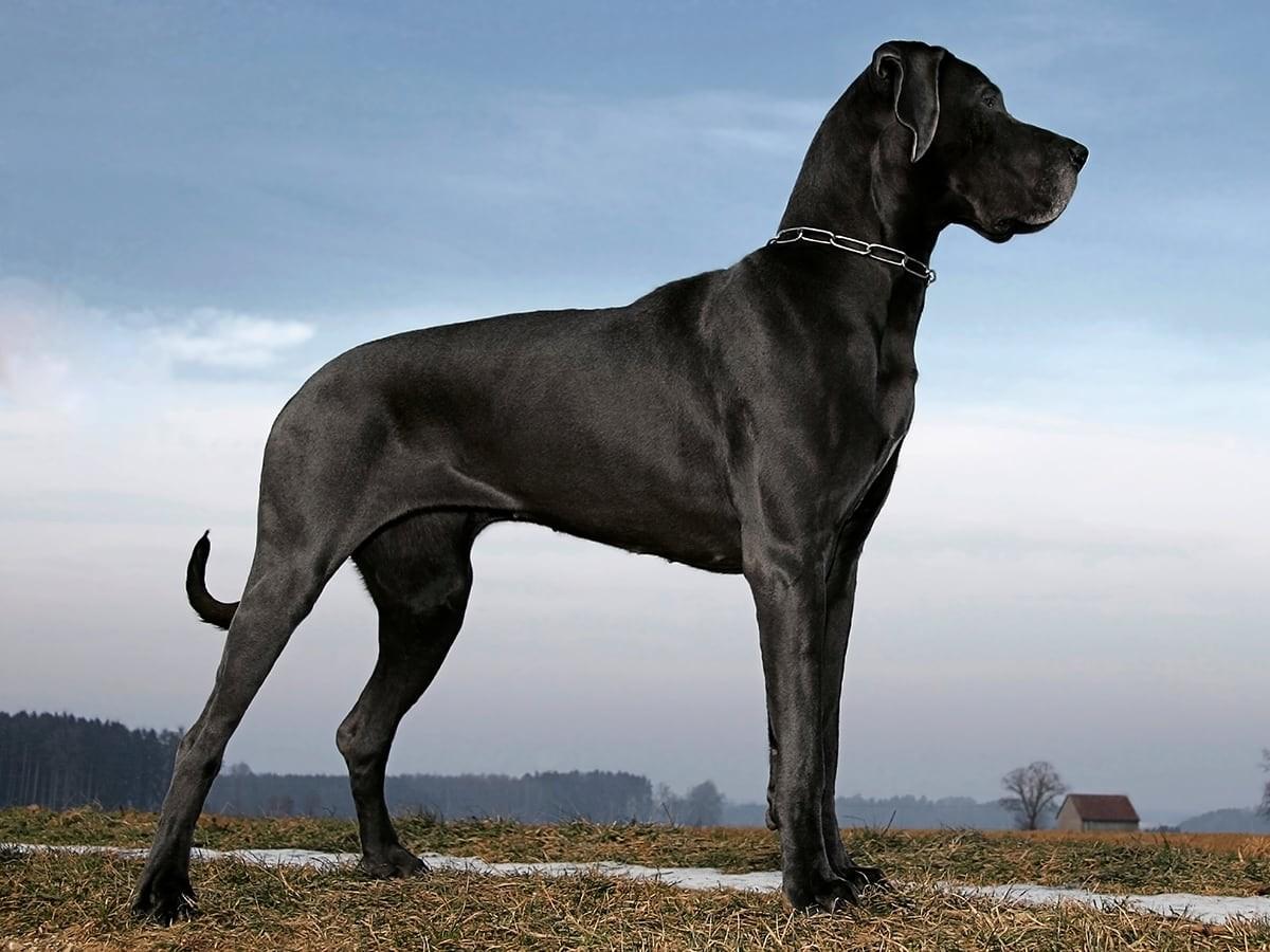 Great Dane
