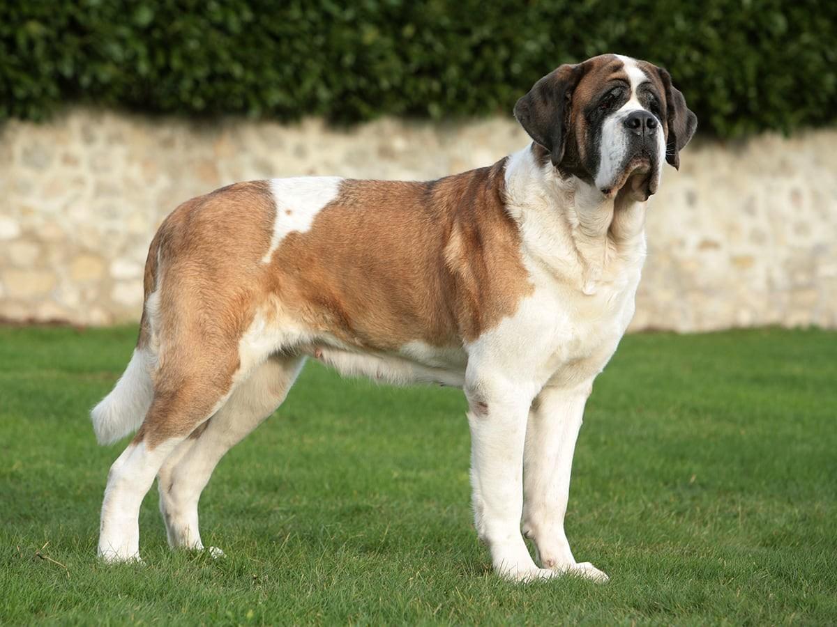 Saint Bernard 