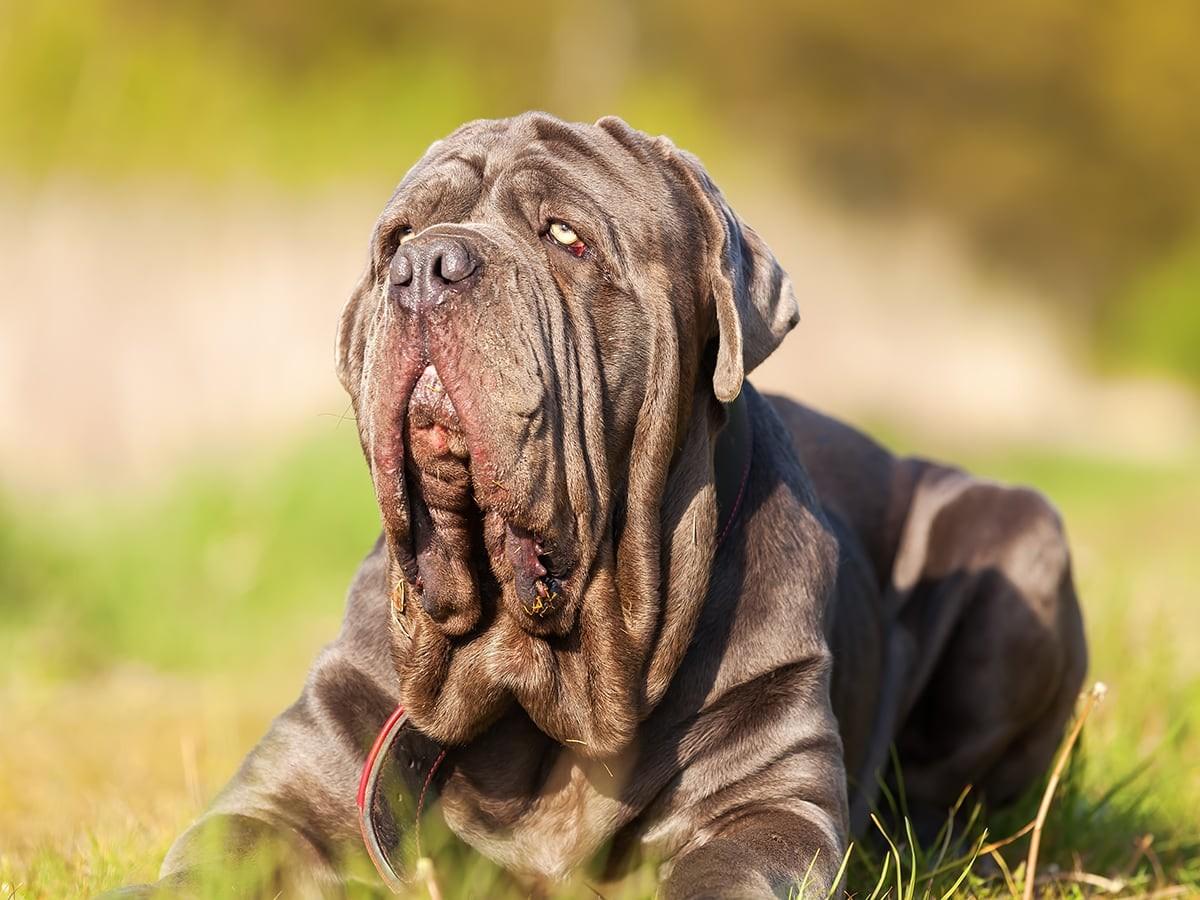 Neapolitan Mastiff 